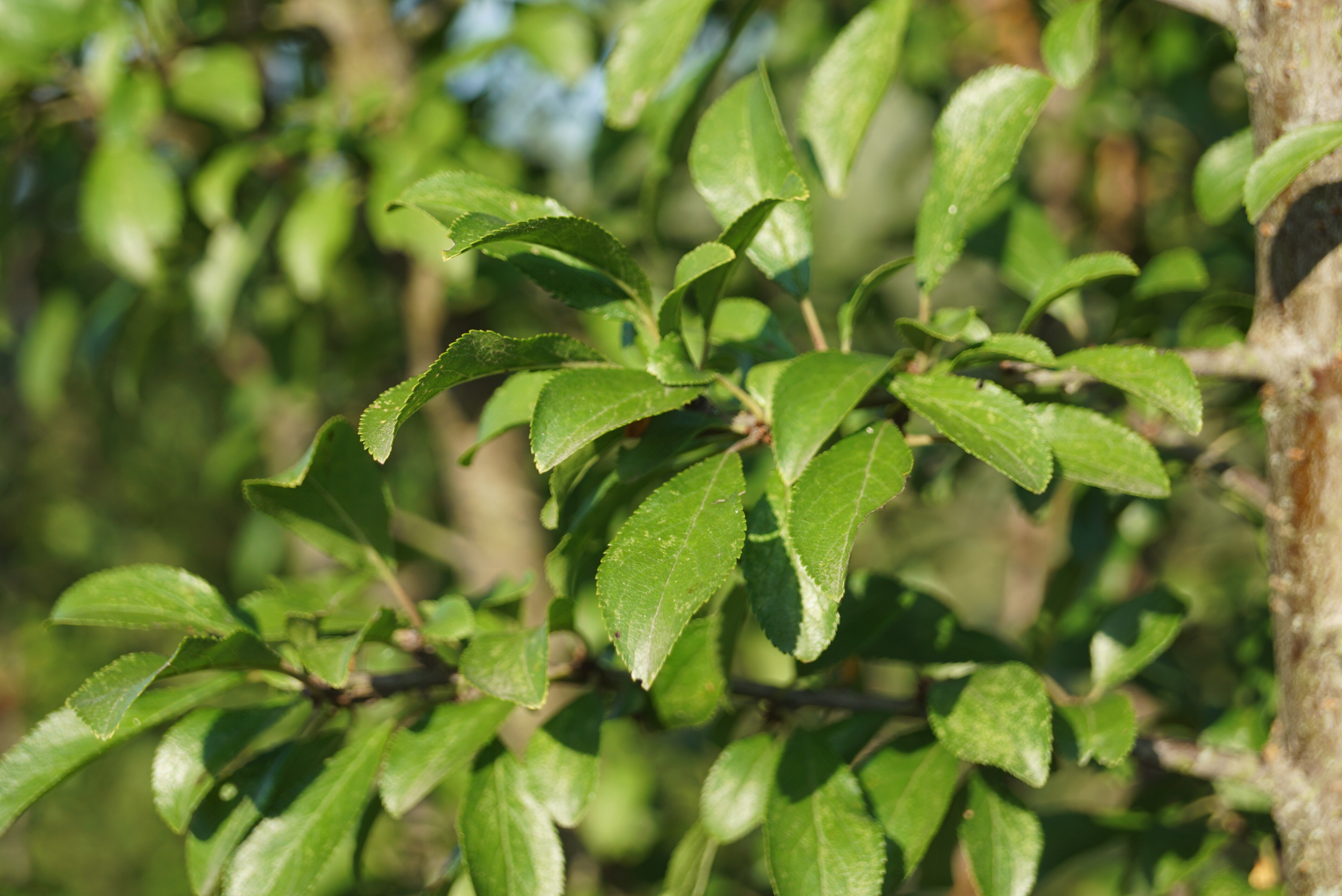 Prunus spinosa (4)